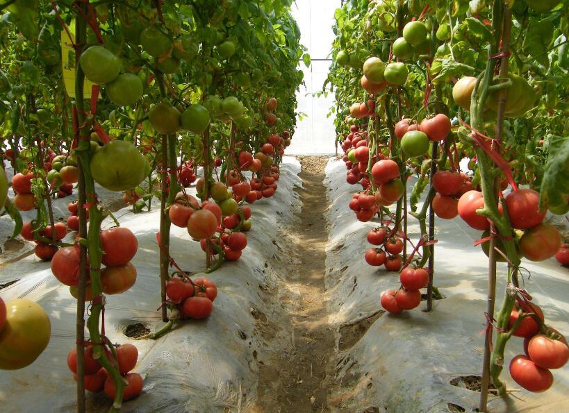 空腹吃番茄会怎么样 空腹吃番茄会怎么样