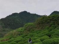 【看图赏诗】高山茶，忙着绿，绿得忙