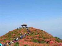 围山杜鹃别样红  一一大围山赏花记