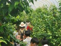 长沙县民宿抢手  小长假共接待游客37.63万人次，旅游总收入 2.95 亿元