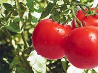 西红柿不能和什么一起吃 西红柿的功效与作用