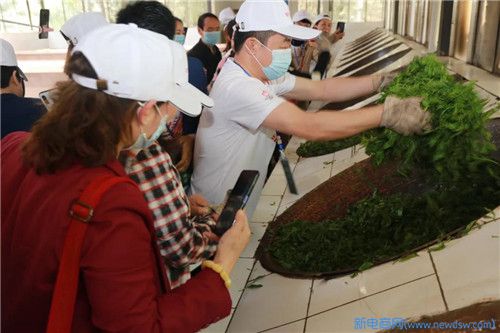 至美四月，不负春光——“2020理想千年茶乡探秘之旅”精彩集锦